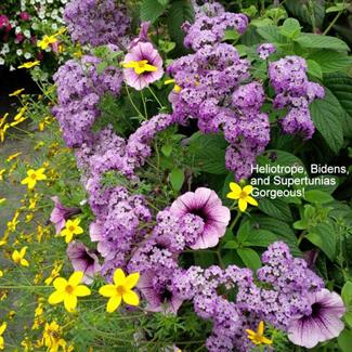 Heliotrope, Petunia, Bidens