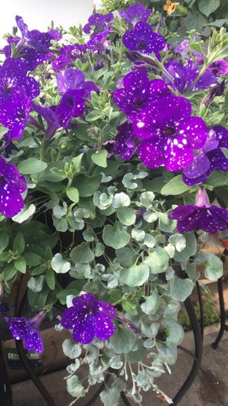 Night Sky Petunia and Silver Falls Dichondra