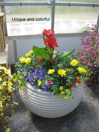 Canna, Marigold, Calibrachoa, Verbena, Lobelia