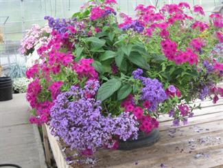 Phlox and Heliotrope