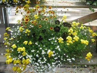 Coreopsis, Lobelia, Nemesia, Petunia