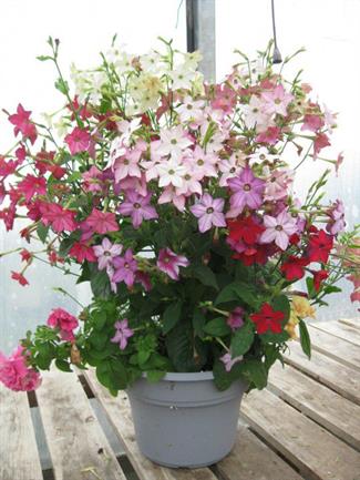 Nicotiana, Double Petunia